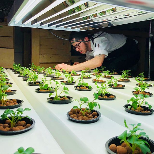 Planting some hydro broccoli for an up coming special dinner. <a href="/urbanfarmerpdx/">Urban Farmer</a>