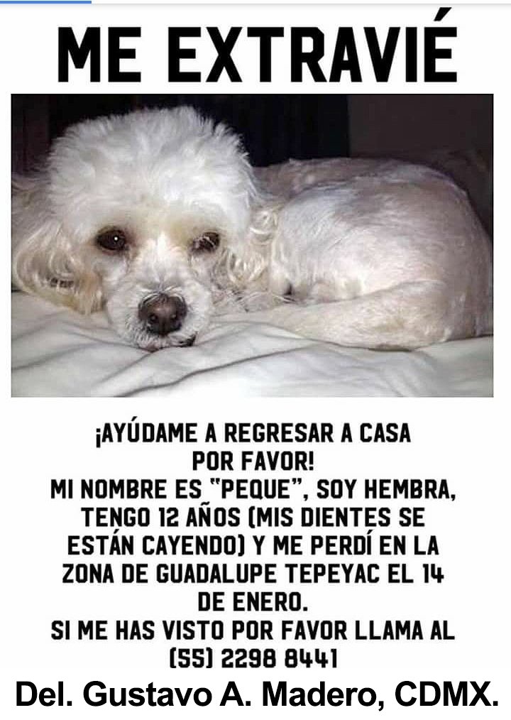 fellpudito's tweet photo. #EXTRAVIADA Peque en la Col #GuadalupeTepeyac Del #GAM #CDMX Ene 2018 https://t.co/CQ0dq6Giyl