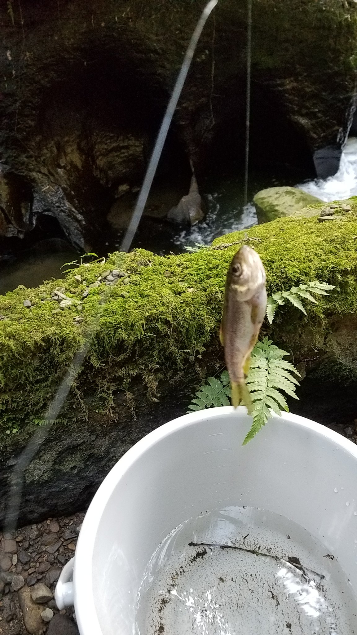 Takacow 近所の川に 冗談半分で釣りに来たら 魚肉ソーセージで2匹釣れましたw T Co Dkzm1dy4ue Twitter