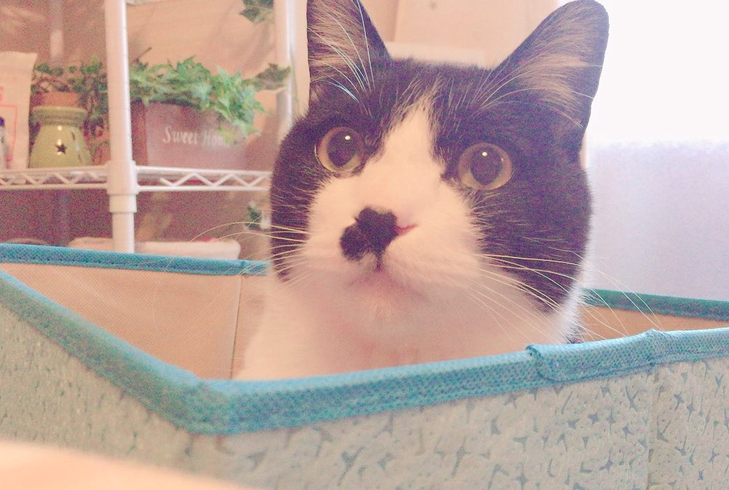 箱inかぼす💕