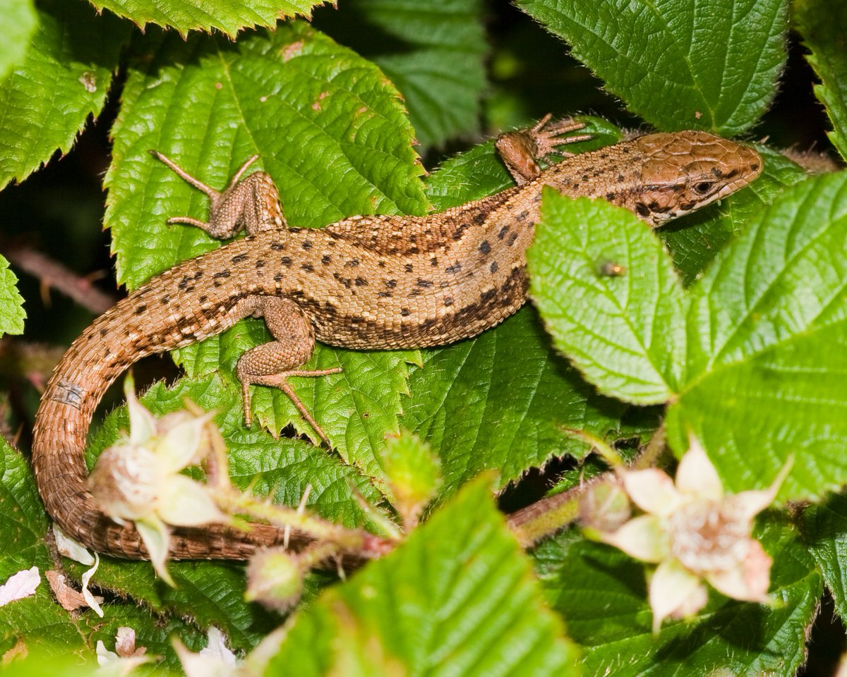 KentWildlife's tweet image. Come along to #Tyland Barn at 7.30pm on Monday 22nd January and learn all about Kent’s amazing #Reptiles and #Amphibians. bit.ly/2z3jKLR