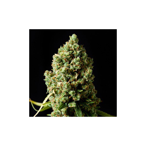 GFlowerpasion's tweet photo. Chic@s hoy os traemos el banco de semillas Monster Buds uno de los bancos dedicados a la conservacion de geneticas oldschool holandesas y ahora lo tienes en promocion del 2x1.
6 semillas por 24 euros. https://t.co/FRa0kRcEBc