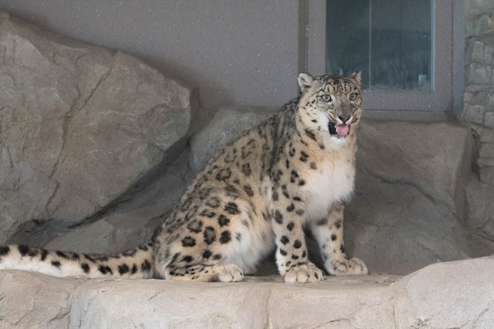 ヒョウはヒョウでも白いヒョウ Twitter Search