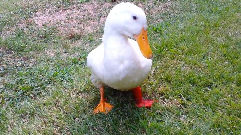 OkegoFr's tweet photo. Quand des étudiants d'Arkansas impriment des pattes pour canard en 3D !!
Lien vers l'article en anglais https://t.co/4nILclOrAh
#3dprint #imprimante3D #duck #3dleg #3dforever #geek #insolite #okego #3dprinting #hightech #student https://t.co/pBxGuJhBRK
