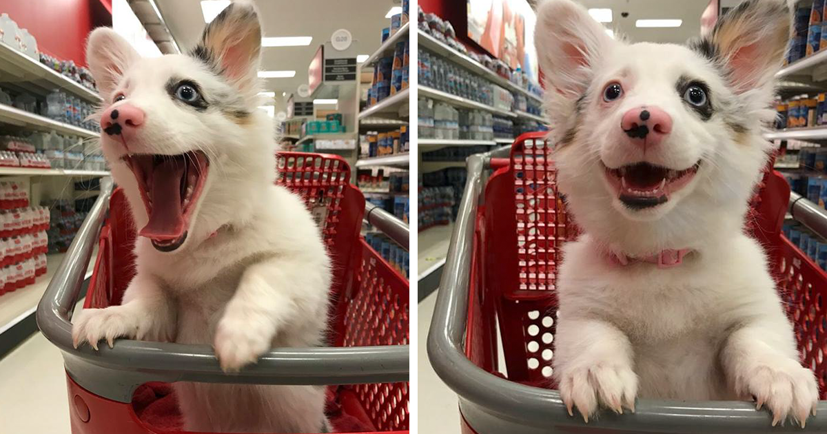 boredpanda's tweet photo. Dog Goes To Target, Has The Best Time Of Her Life (7 Pics): https://t.co/QniL5Vy74H #doglovers #shopping #pets #animals https://t.co/4m5Uc6ASwN