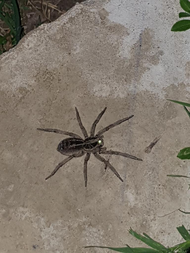 Rt o te aparece en tu cama