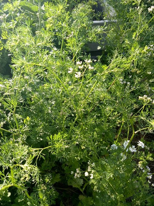 I let my coriander plants go to seed because they're so pretty and that nourishes my soul as much as<a href="/tag/farmlife"class="tags"><span>#farmlife</span></a>