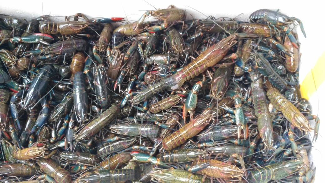 bppmhkp_Batam's tweet photo. 08/01 pemeriksaan domestik masuk lobster air tawar 150 hds 1koli .asal @BKIPMPadang #OneHealthKIPM @HumasBKIPM https://t.co/Tg6j06gCLg