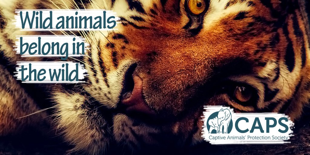 freeanimalsuk's tweet photo. #2017inReview - As a new year begins, let’s look back on all of the amazing things you helped achieved for animals in #2017!

Read our blog: https://t.co/GUh1ERERBy

#Conservation #Wildlife #2017Rewind #MondayMotivation https://t.co/1qppUXqSyK