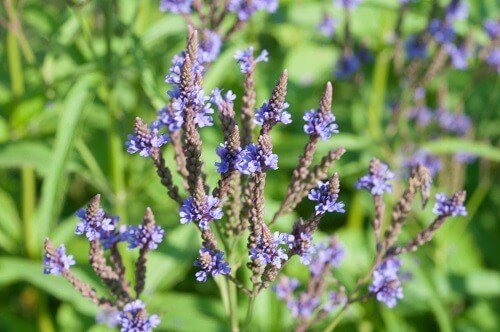 medicinalplanta's tweet photo. Verbena y sus saludables beneficios https://t.co/XKGCDdbmX5 https://t.co/jkR2dVsrF6