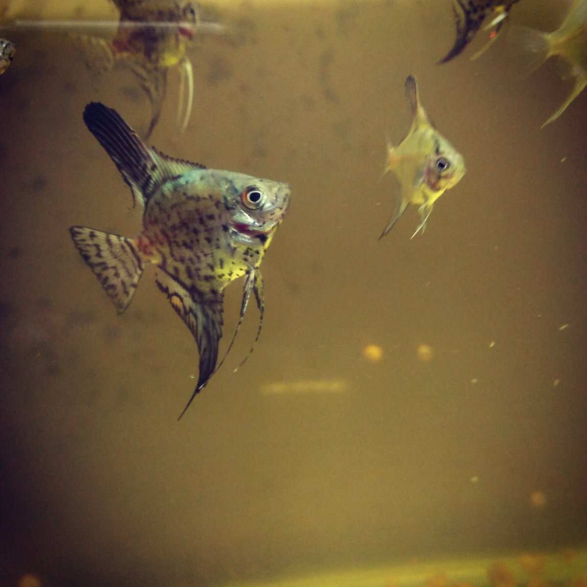 FishomeAk's tweet image. 