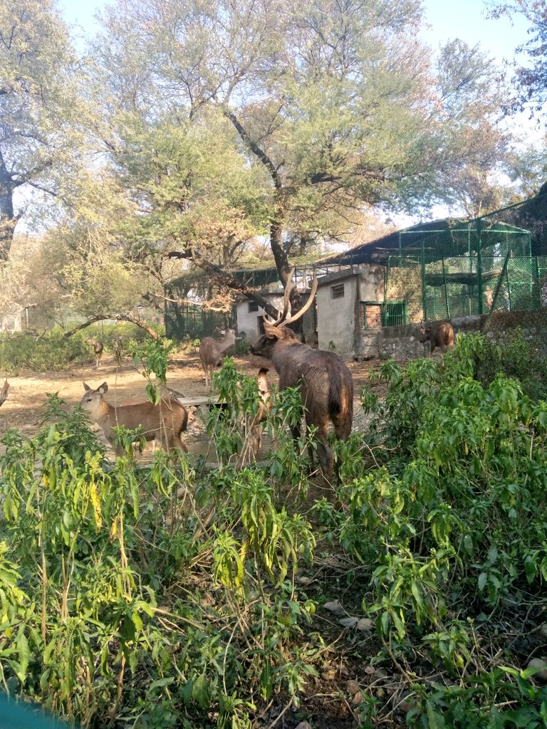 HolidaysHunt's tweet photo. Manda National Park is the only zoo in the Jammu city to get in touch with nature's best creation. (Photo: @irohitchoudhary) @JandKTourism @MehboobaMufti https://t.co/WwvNxdnd1S