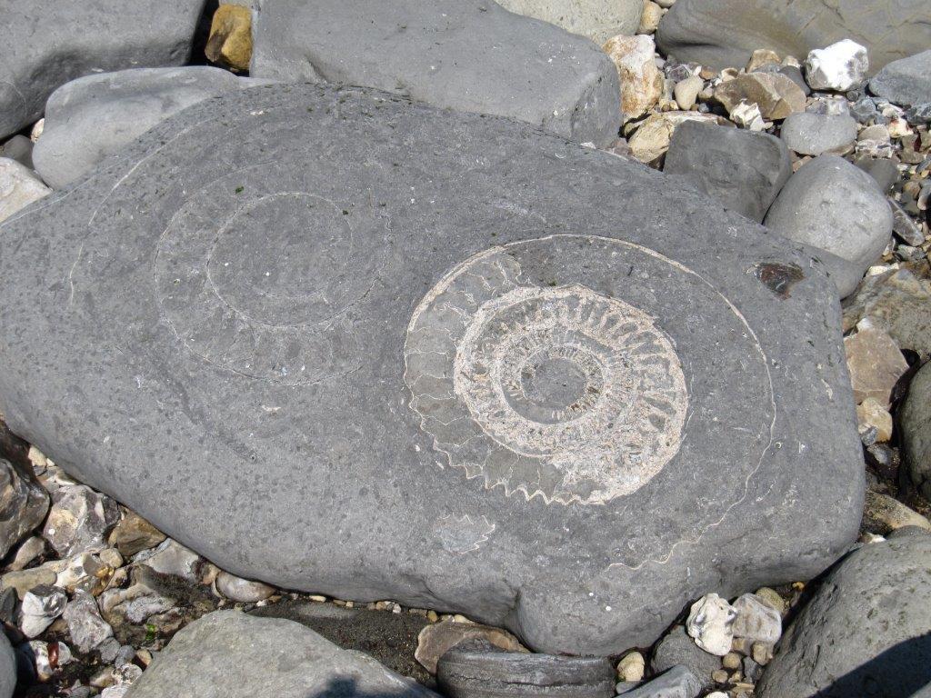 NEDorstHantsIOW's tweet image. Although you&apos;ll be lucky to spot an ichthyosaur at #AxmouthtoLymeRegisUndercliffs #NNR you&apos;re practically guaranteed to spot other fossils #ammonitepavement. But please look - #nohammers!