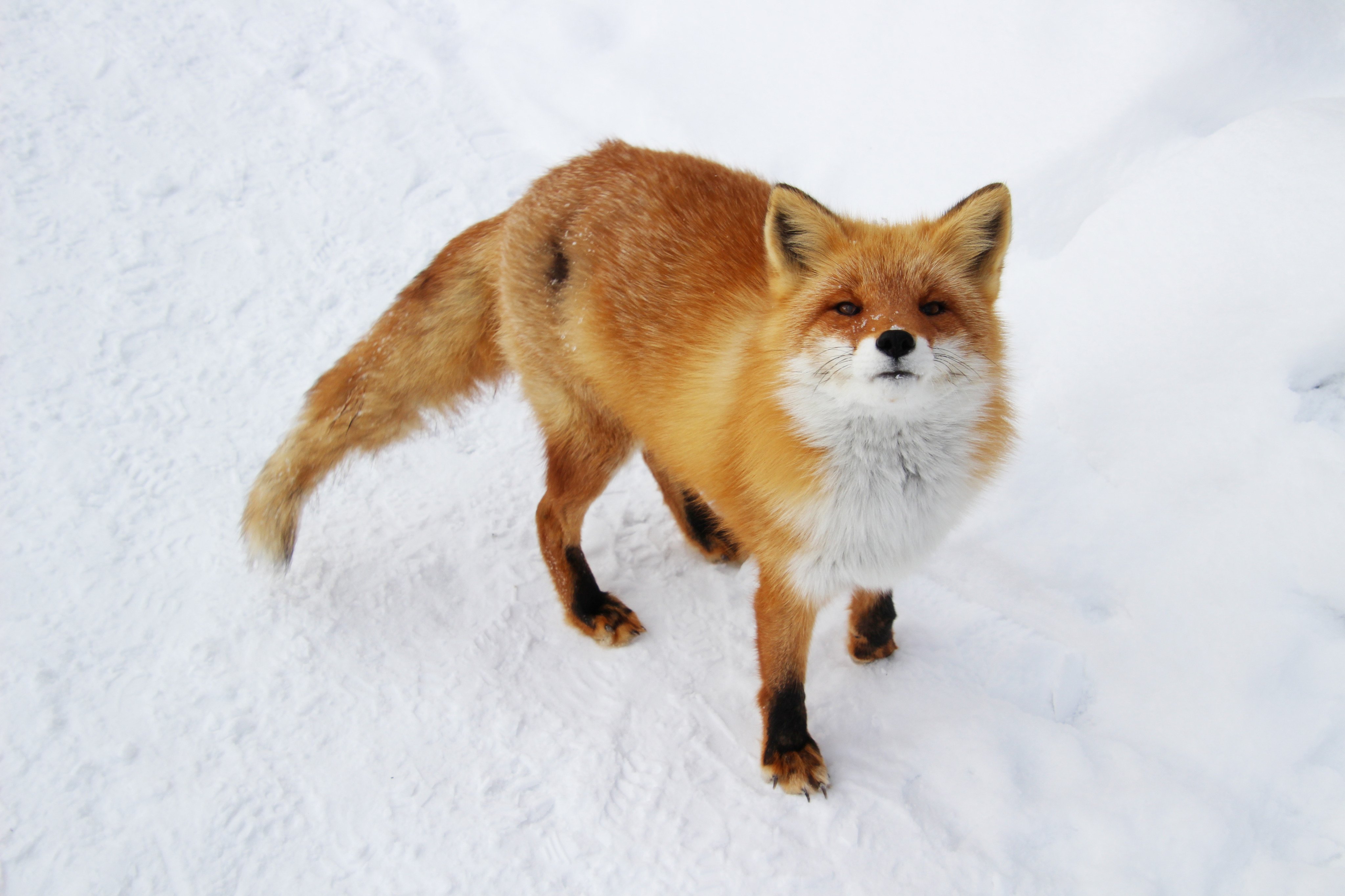 Cheng-Ren🦊🐺 on X: 