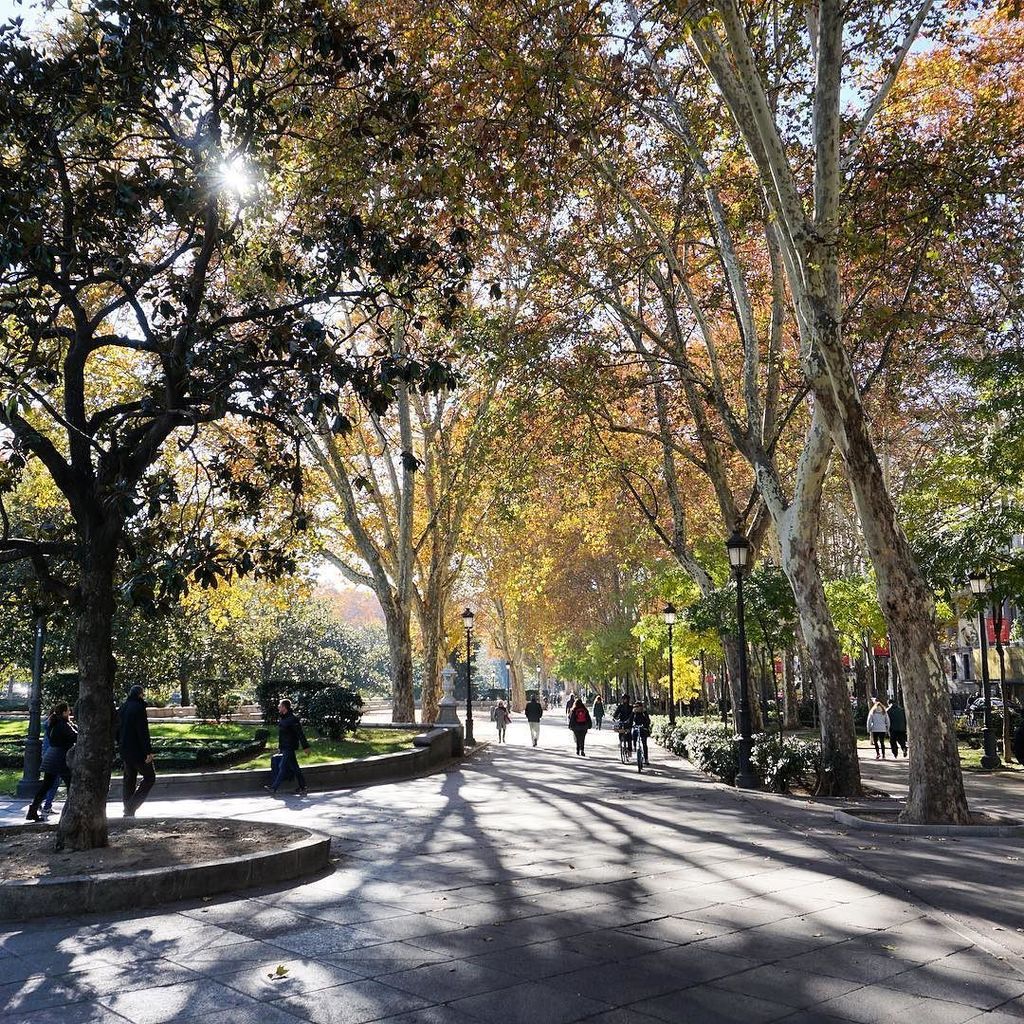 wanderingapp's tweet photo. Stroll around the park in Madrid 💐 #madrid #wanderingappetite https://t.co/jX4EewPOa4 https://t.co/kPBKoIODmQ