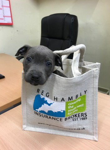 WadebridgeChamb's tweet photo. Soooo cute :) RT @RHIBrokers: Monday blues? hopefully our office pup will cheer you up 😍 https://t.co/DN6WT2vLKK