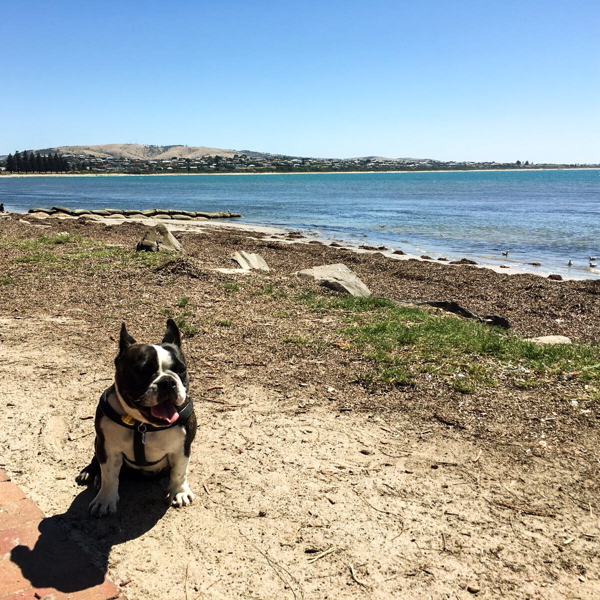 LeakyLucky's tweet photo. #victorharbour really is a great place! We're so lucky in #SouthAustralia to have such easy access to these kinds of #beaches https://t.co/nmUfdqs1L6
