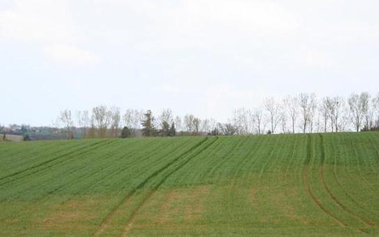CDI_IGenech's tweet photo. Les résistances à la mosaïque du blé dur mieux identifiées, Grandes cultures - Pleinchamp via @agrodoc_ouest https://t.co/XFRf8lC4mo https://t.co/KE9TpvPdlt