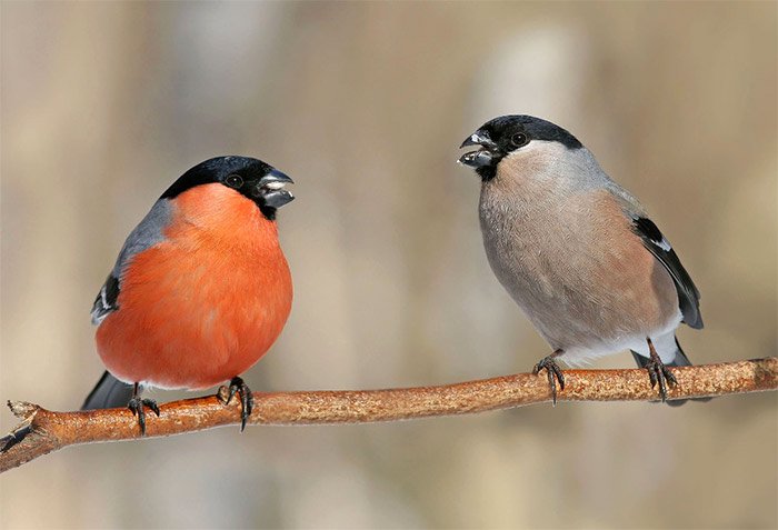 RareBirdAlertUK's tweet photo. Confirmed - Bullfinches stick together for years #ornithology https://t.co/QgTpGsR6sS https://t.co/llYlKxZkTH