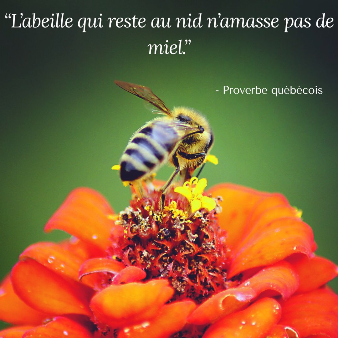 Beemycom Citation Du Jour L Abeille Qui Reste Au Nid N Amasse Pas De Miel Proverbe Quebecois Bon Debut De Semaine Les Abeilles Beemycom Agencedecom Agenceevenementielle Motivation Determination Bonnesemaine T Co