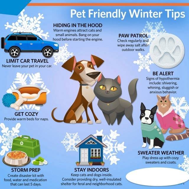 ethWasere's tweet image. Here are some great cold weather pet safety tips to follow. #petcitycanada #coldweatherpets #petsafety ow.ly/Unqg30hD9y8