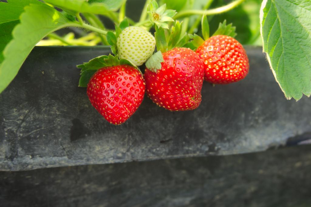 Strawberries from Dalaguete, Cebu | PH
.
.
.
.
.
.
#cebu #ph #wanderlust #travel #wanderlust #cebuph #dalaguete #traverseph
