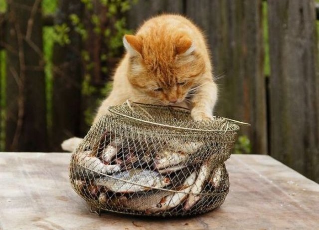 -Porque por muy gato que sea, le sigue gustando el pescado-.