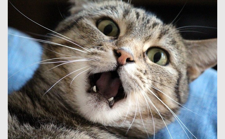 Vet Warns That Cat Population Is Suffering Dental Pain In Silence - ow.ly/fs0S30hDErB
