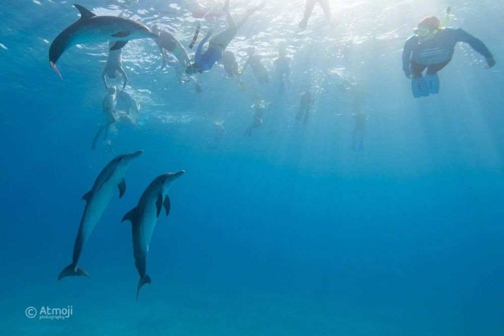 WildQuestBimini's tweet photo. The love army of #wilddolphins & the #humanpod #onelove #bucketlist #wildandfree https://t.co/gl9KIqnnmD