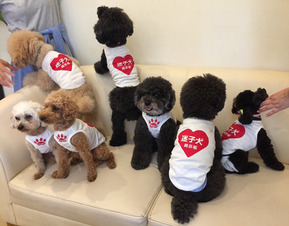 ゆづき 札幌市北区で1月1日から迷子で探しています 警察 札幌と石狩の保健所に届け出済みです 迷子当時は 赤い 革製の首輪でした 8kgの小さめ中型犬の女の子です 耳と背中がベージュですが ソフトバンクのお父さん犬に似ています ご協力お願いします