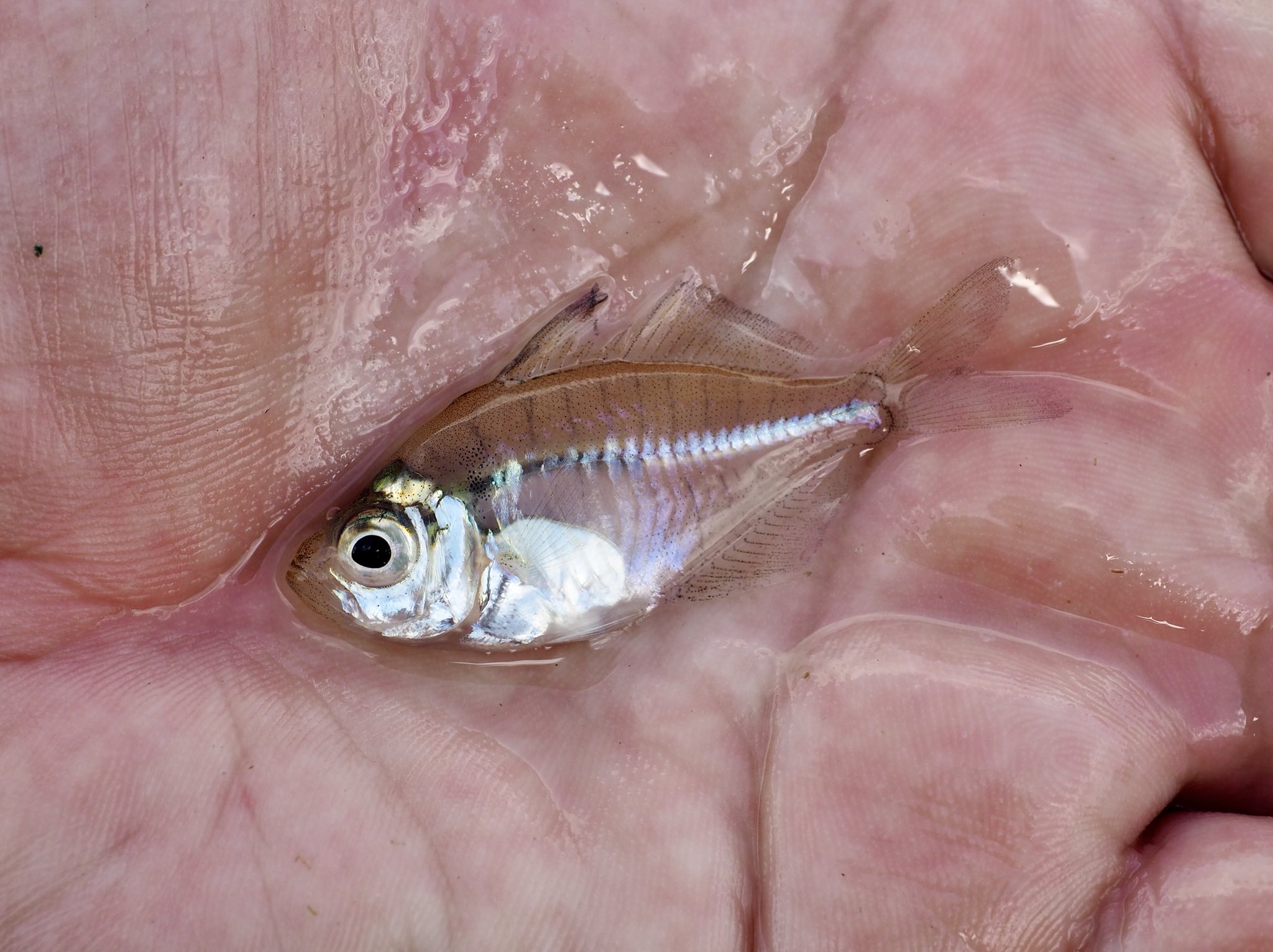 平坂寛 釣って 食べて 調べる 深海魚 たくさんのふしぎ7月号 発売中 沖縄県産のインディアングラスフィッシュ この10年で個体数が徐々に増えてきているような T Co Fzgsbpgo6p Twitter