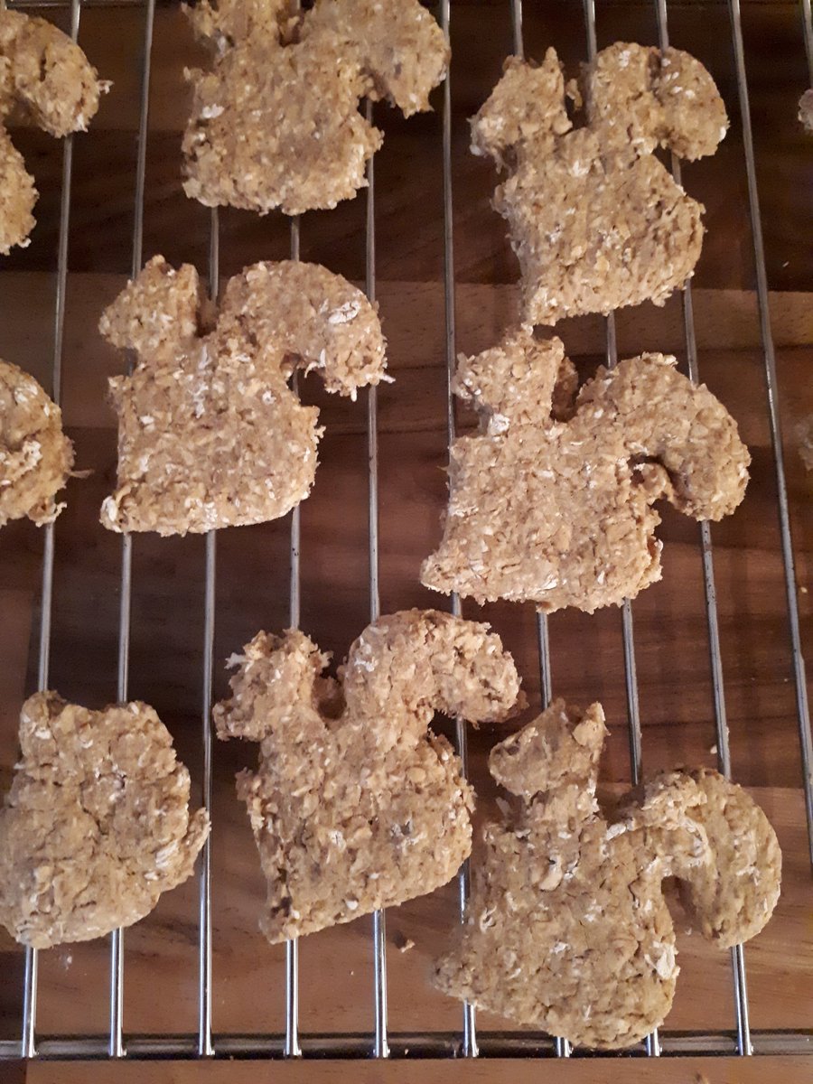 At last! I get a squirrel! Ok, not a real one, but mum did a rather good job of making these delicious treats. Thanks mum! #dogtreats #baking #ilovemum