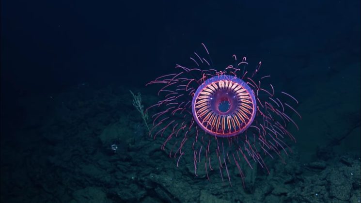 Scientists film a rare "fireworks jellyfish" 4,000 feet deep - bit.ly/2m6t4qE