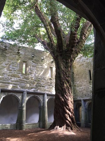 Ireland’s oldest tree #1. Disagreement over which  #tree actually is Ireland’s oldest, although there is consensus that it is a  #yew tree. http://MonumentalTrees.com  claims that this yew at Muckross Friary in  #Killarney, Co  #Kerry is  #Ireland’s oldest at 670 years old!  #Irishtrees