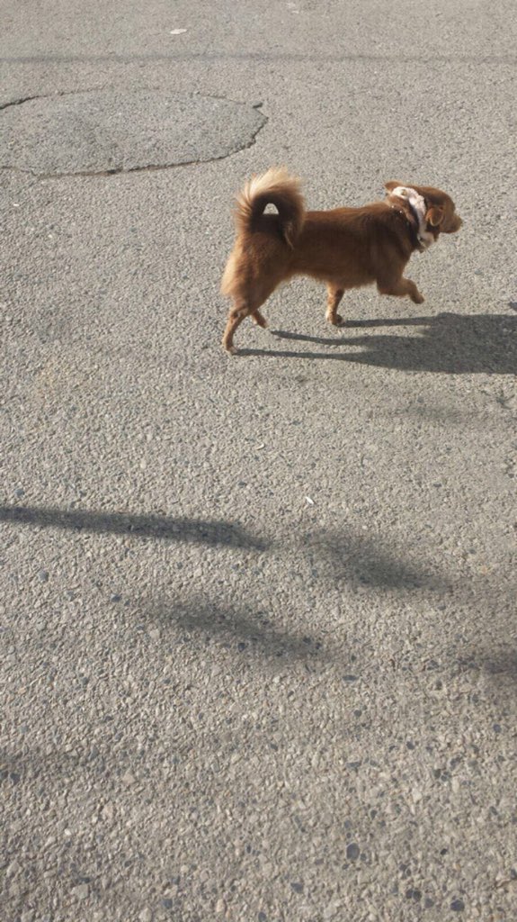 ‼️Yaklaşık 1-2 saat önce sahibinden çalındı bu tatlı köpek. ‼️İsmi Boncuk, olay Kavacık/Beykoz’da oluyor. Lütfen görenlerin 0533 472 91 32 numaradan sahibine ulaşmasını rica ediyoruz.<a href="/ezgiikoc_/">Ezgi</a>  #kavacık #beykoz #kayıpkopek #köpek #istanbul #kayıpköpekilanı #konusalımartık