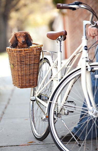 ¡Vamos de paseo! 🐕🚲 #GamaBikes