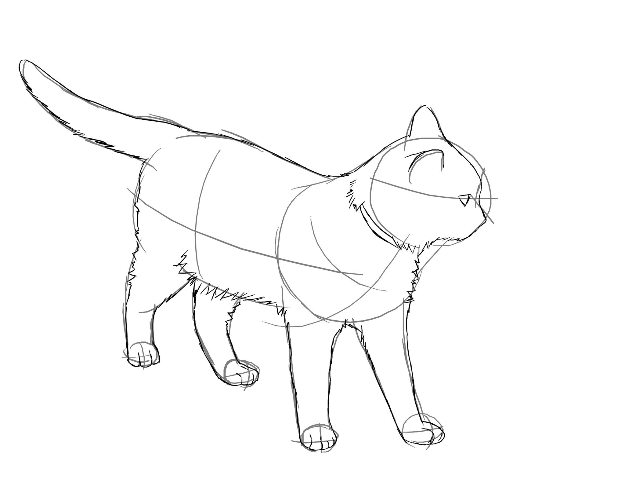 なかむら けんたろう 在 Twitter 上 ペンで猫を描いてみた 色鉛筆よりも手軽で簡単 いつかアメショ飼いたい イラスト 猫 デッサン T Co P0oonzwhfx Twitter