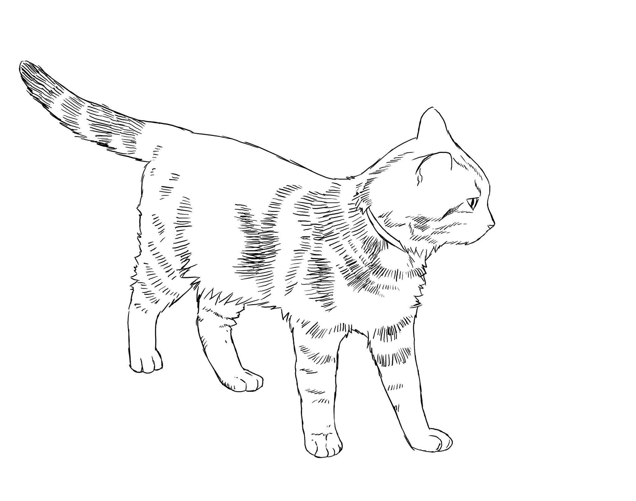 なかむらけんたろう Sur Twitter ペンで猫を描いてみた 色鉛筆よりも手軽で簡単 いつかアメショ飼いたい イラスト 猫 デッサン なかむらけんたろう Sur Twitter ペンで猫を描いてみた 色鉛筆よりも手軽で簡単 いつかアメショ飼いたい イラスト 猫 デッサン