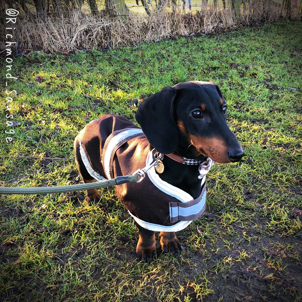 SausageRichmond's tweet image. Yesterday I went on my second ‘group sausage dog walk’. There was around 40 sausages there. I enjoyed it but I ran away from the 14 week old pup when she walked towards me! Mum called me a wuss, I call it cautious 🙄 #SausageArmy #JustPretending #SuperBraveUnderCoverAgentReally
