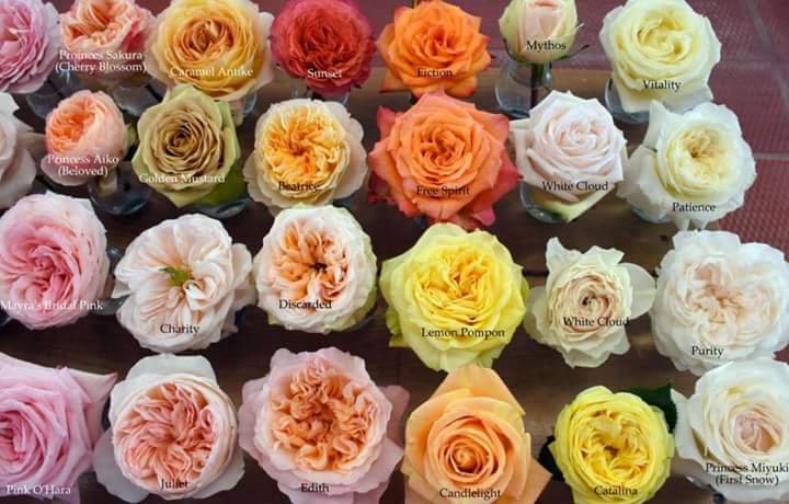 Danilo Cilia (@cilia_danilo) on Twitter photo 