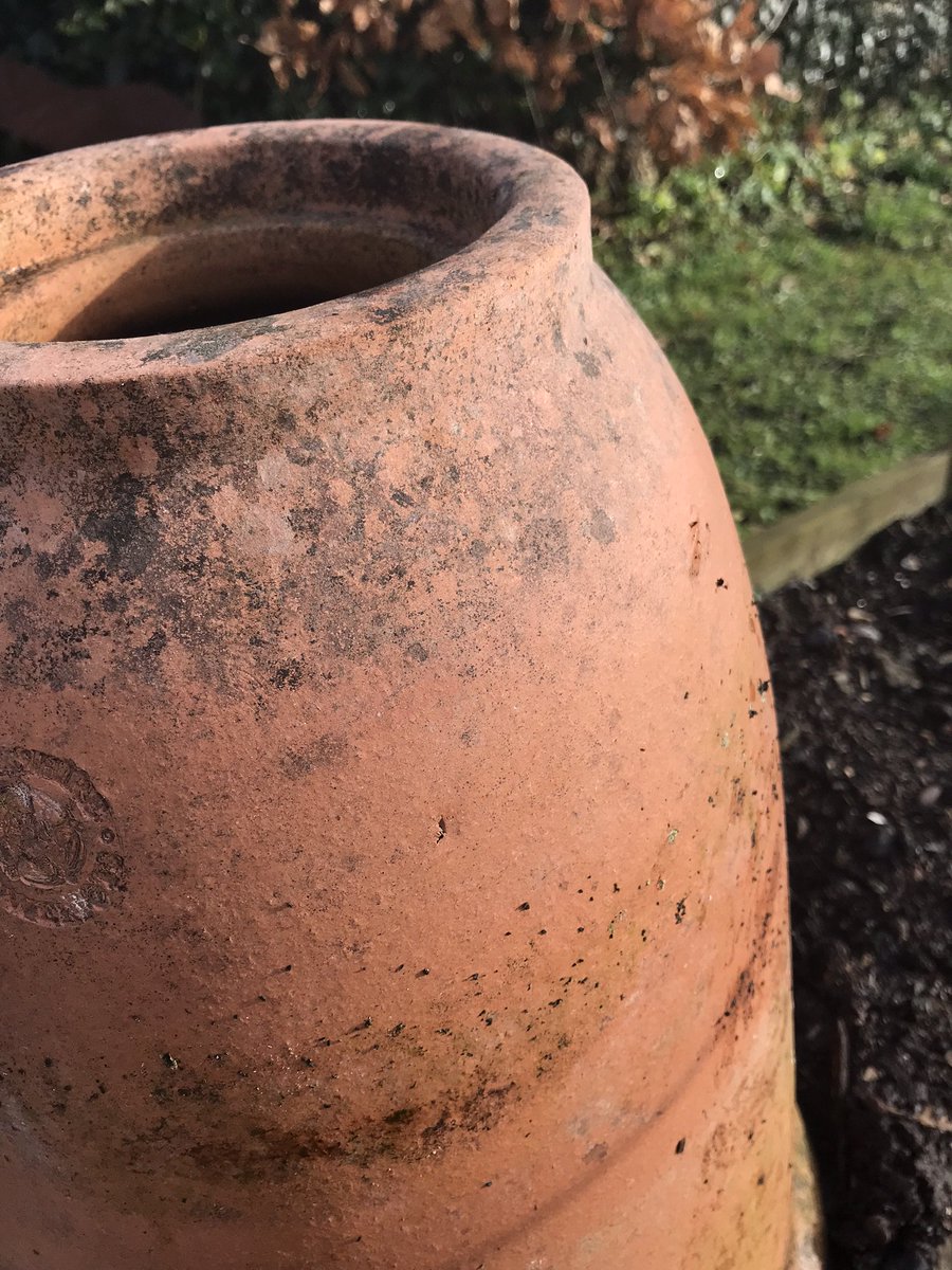 We're aiming for rhubarb crumble by Valentines Day! #rhubarb #growyourown #foodie