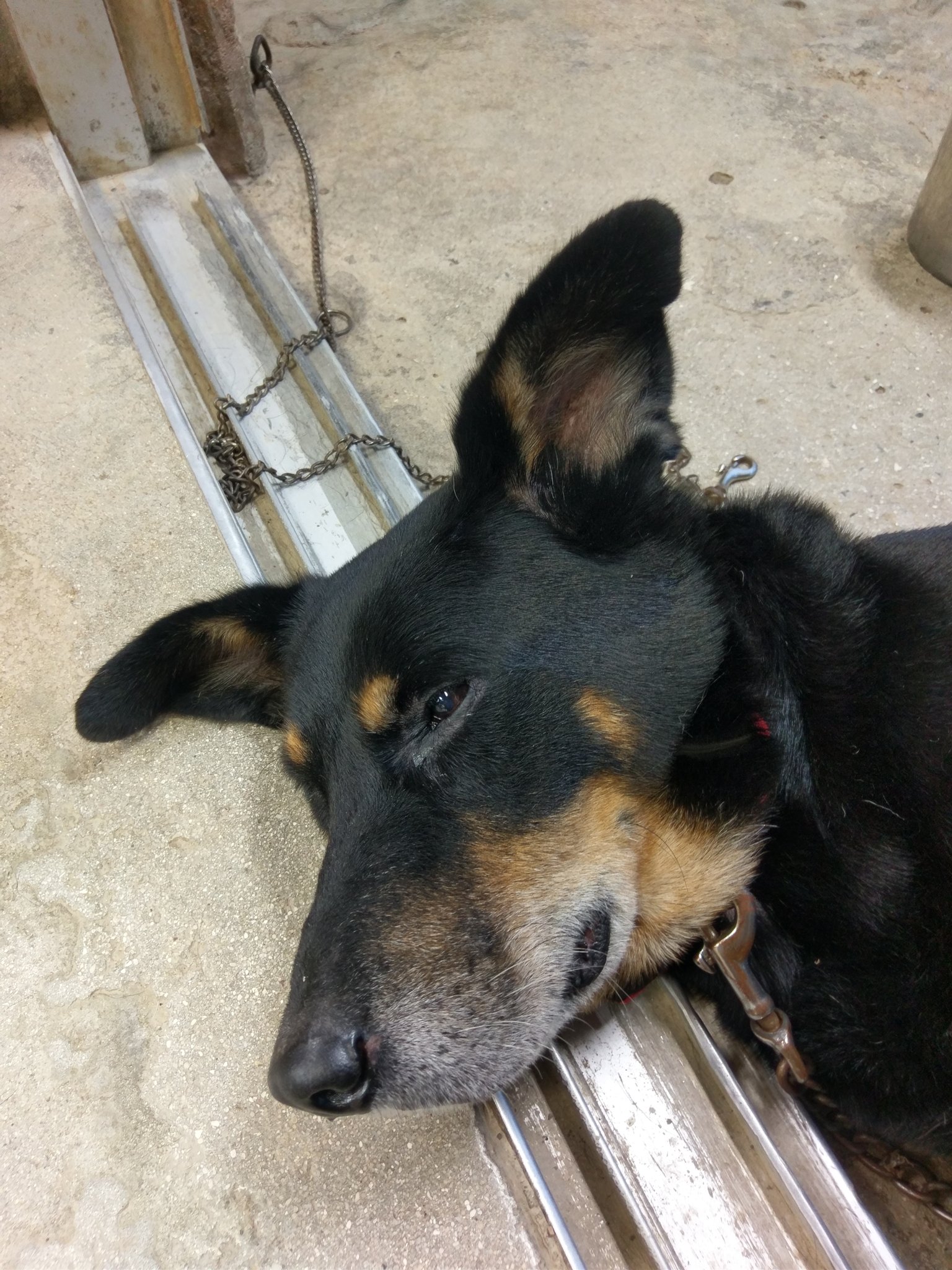 טוויטר 真空土練鬼 בטוויטר ちなみにうちの工房のクロはニュージーランドハンタウェイという犬種みたいです T Co Vnmtbqdiyf