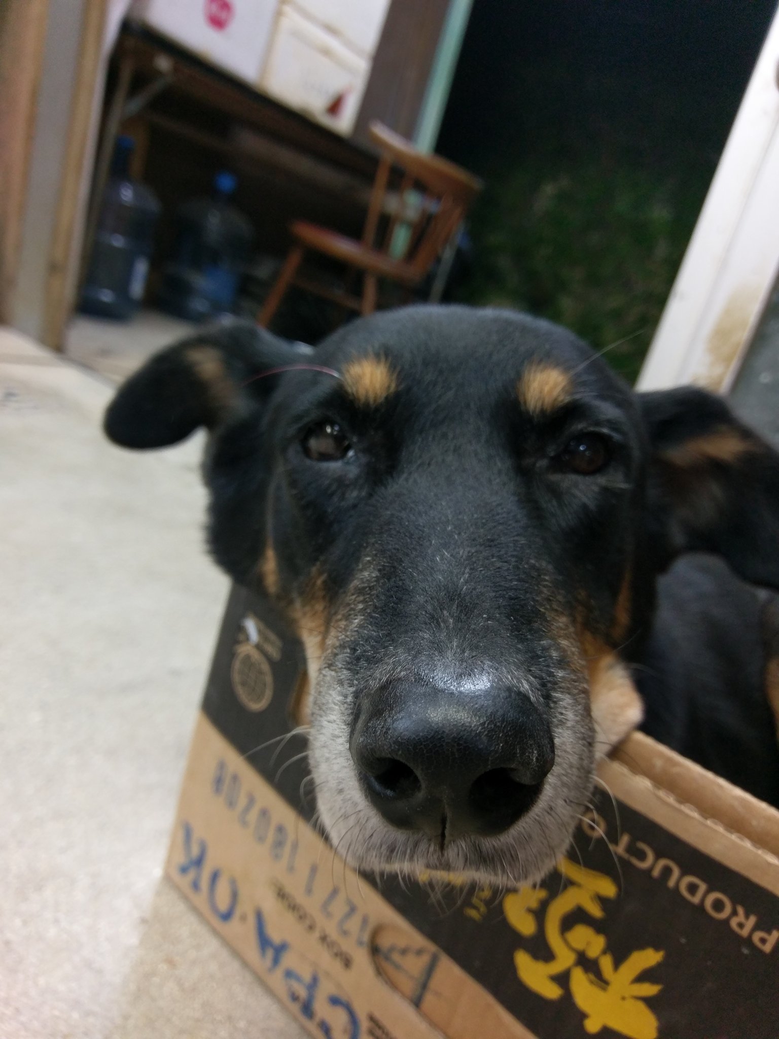 טוויטר 真空土練鬼 בטוויטר ちなみにうちの工房のクロはニュージーランドハンタウェイという犬種みたいです T Co Vnmtbqdiyf