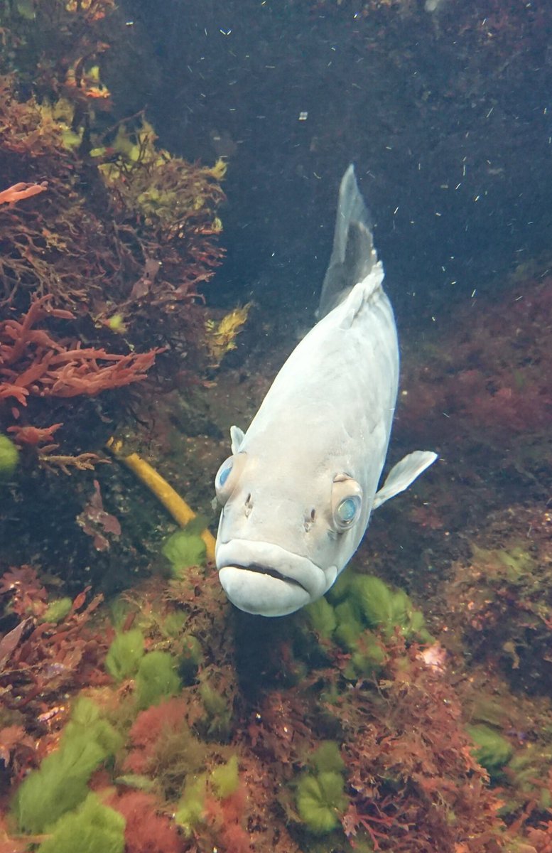 なめちゃん 水族館行ったら アゴしゃくれてて唇が分厚い魚ちゃんが隅っこでユラユラしてて なめちゃん って 勝手に名付けました ブラザー