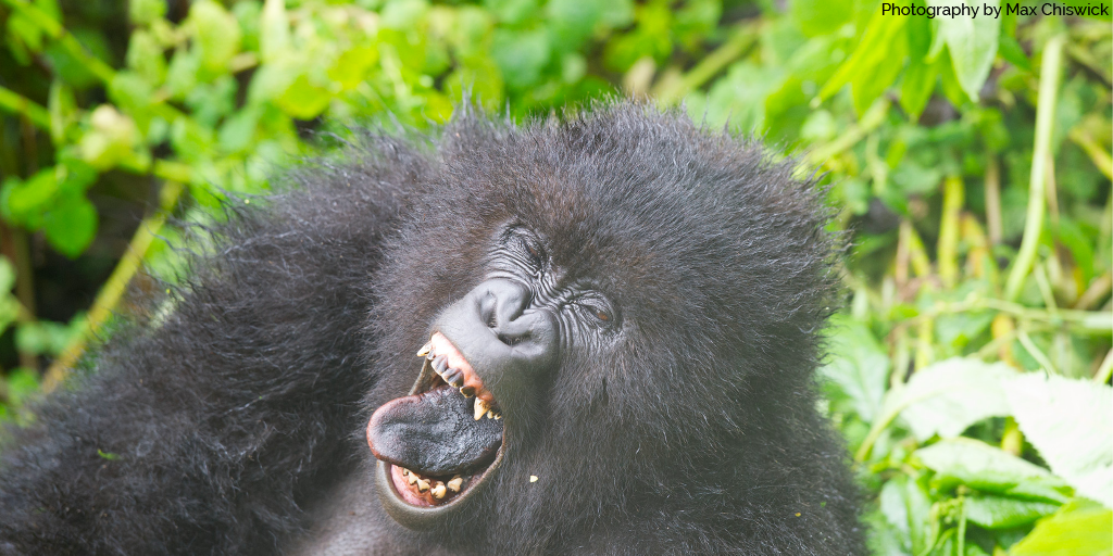 #DidYouKnow that Mountain gorillas are the largest living primates?
bit.ly/1OCjoM4