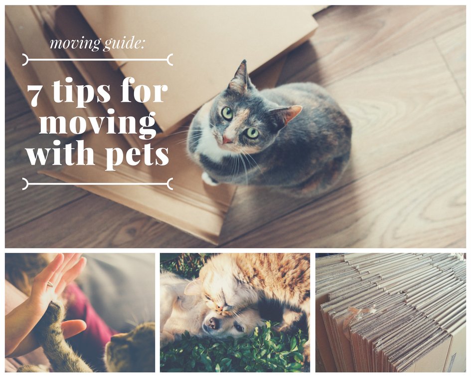 NWASelectRealty's tweet photo. Moving with pets? Here are 7 great tips to keep your fur kids safe and happy during a move: https://t.co/JosHUq04nI … #moving #newhome #nwarealty #nwahomesforsale https://t.co/tHddPMQnMr