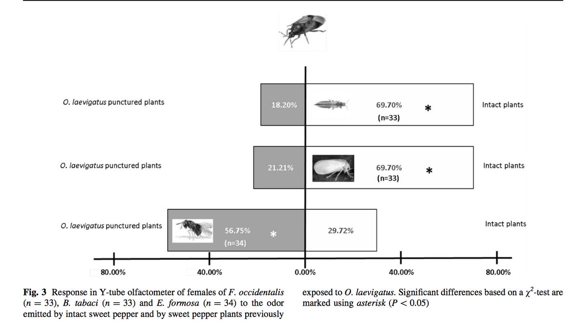 #paper_sociosSEEA El depredador Orius leavigatus induce respuestas defensivas frente a fitófagos en plantas de pimiento: mayor repelencia a WFT o Bemisia tabaci, mientras que parasitoides como Encarsia formosa son más atraídos. <a href="/aurbaneja15/">Alberto Urbaneja</a> <a href="/GVAivia/">IVIA</a>
link.springer.com/article/10.100…