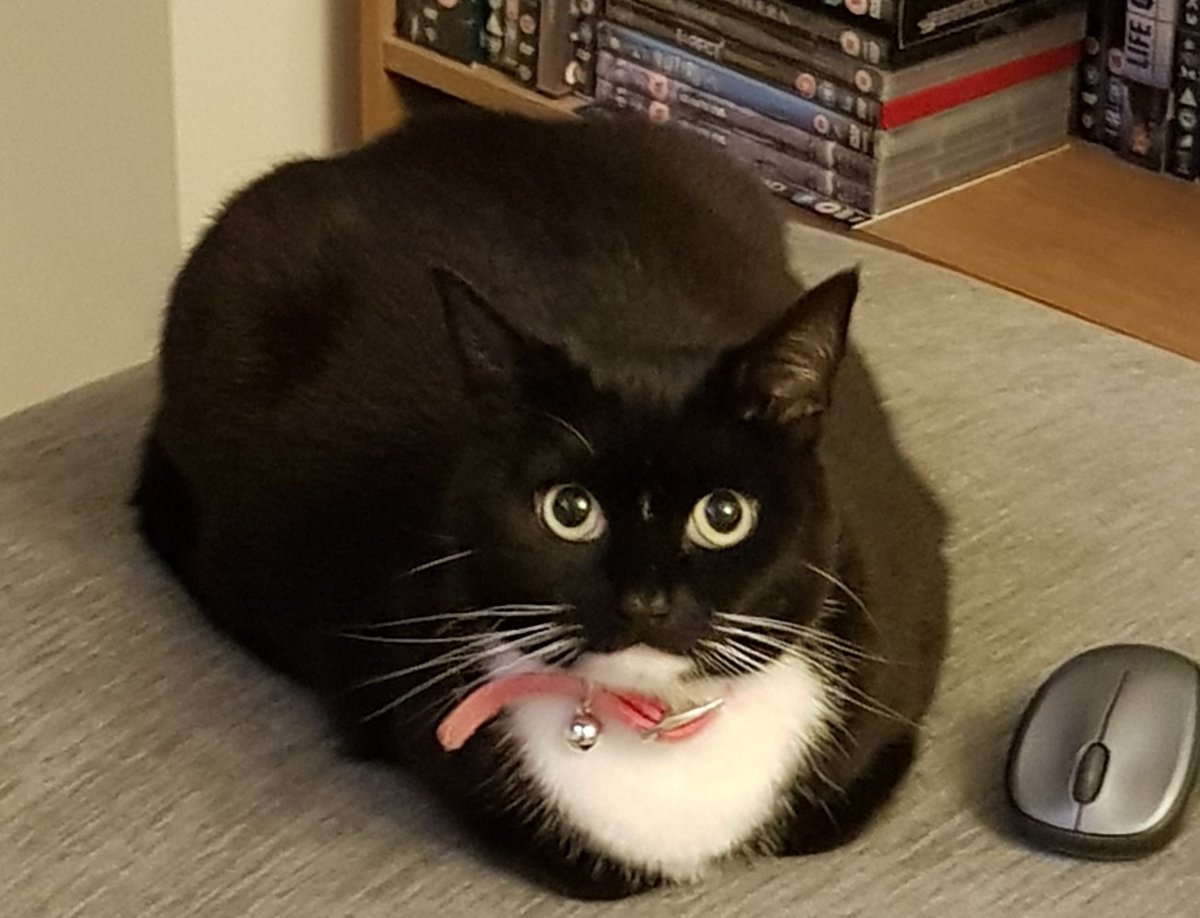 EllieBiscuits's tweet photo. I caughted a mouse. https://t.co/23xA2oy3H4