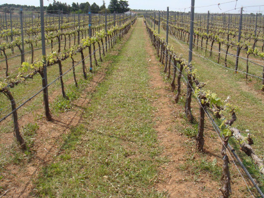 GrupoHenar's tweet photo. 💧🍇 'GO Toolbox', reducción del consumo energético en redes de #riego a presión para #viñedo ⏩ https://t.co/8qLWW0ZFz5 #agricultura https://t.co/0FZPkObvKh