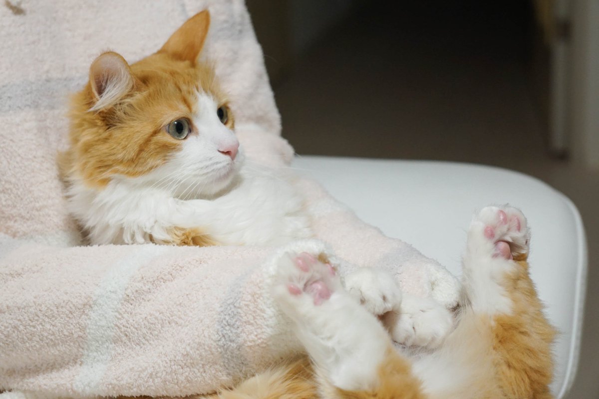 オスカー様としもべ達 Twitterissa 夜は抱っこされながらテレビをみるボク 猫 メインクーン 猫モフー 美猫 猫写真 猫ブログ ねこ Maincoon ねこのきもち ねこのきもち部 一緒 抱っこ 抱っこ猫 テレビ Tv Tv猫 Tvねこ T Co Jhmjwrkvfn オスカー様としもべ達 Twitterissa 夜は抱っこされながらテレビをみるボク 猫 メインクーン 猫モフー 美猫 猫写真 猫ブログ ねこ Maincoon ねこのきもち ねこのきもち部 一緒 抱っこ 抱っこ猫 テレビ Tv Tv猫 Tvねこ T Co Jhmjwrkvfn